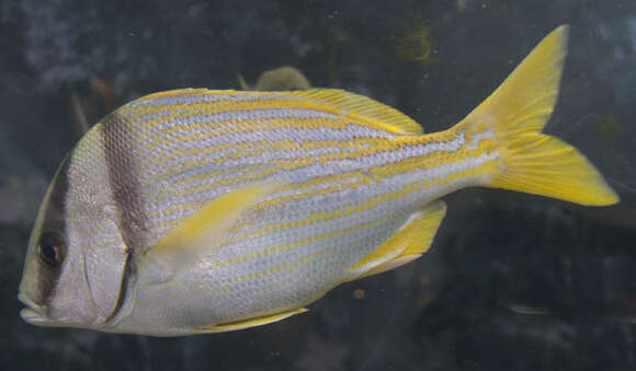 Image of Porkfish