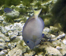 藍刺尾魚的图像