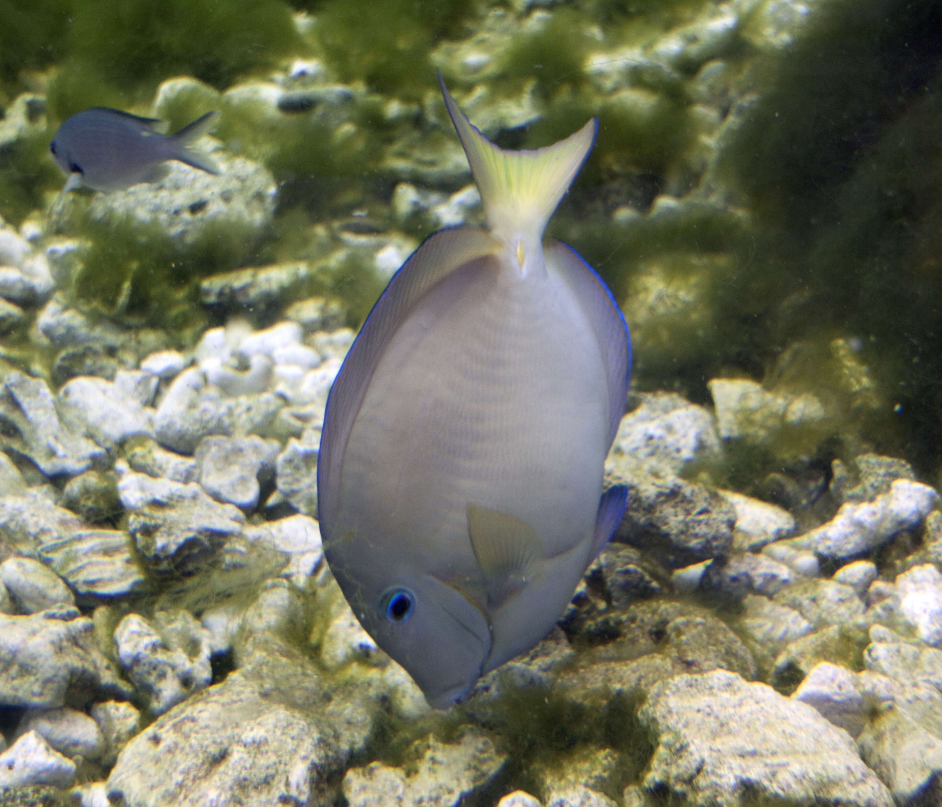 藍刺尾魚的图像