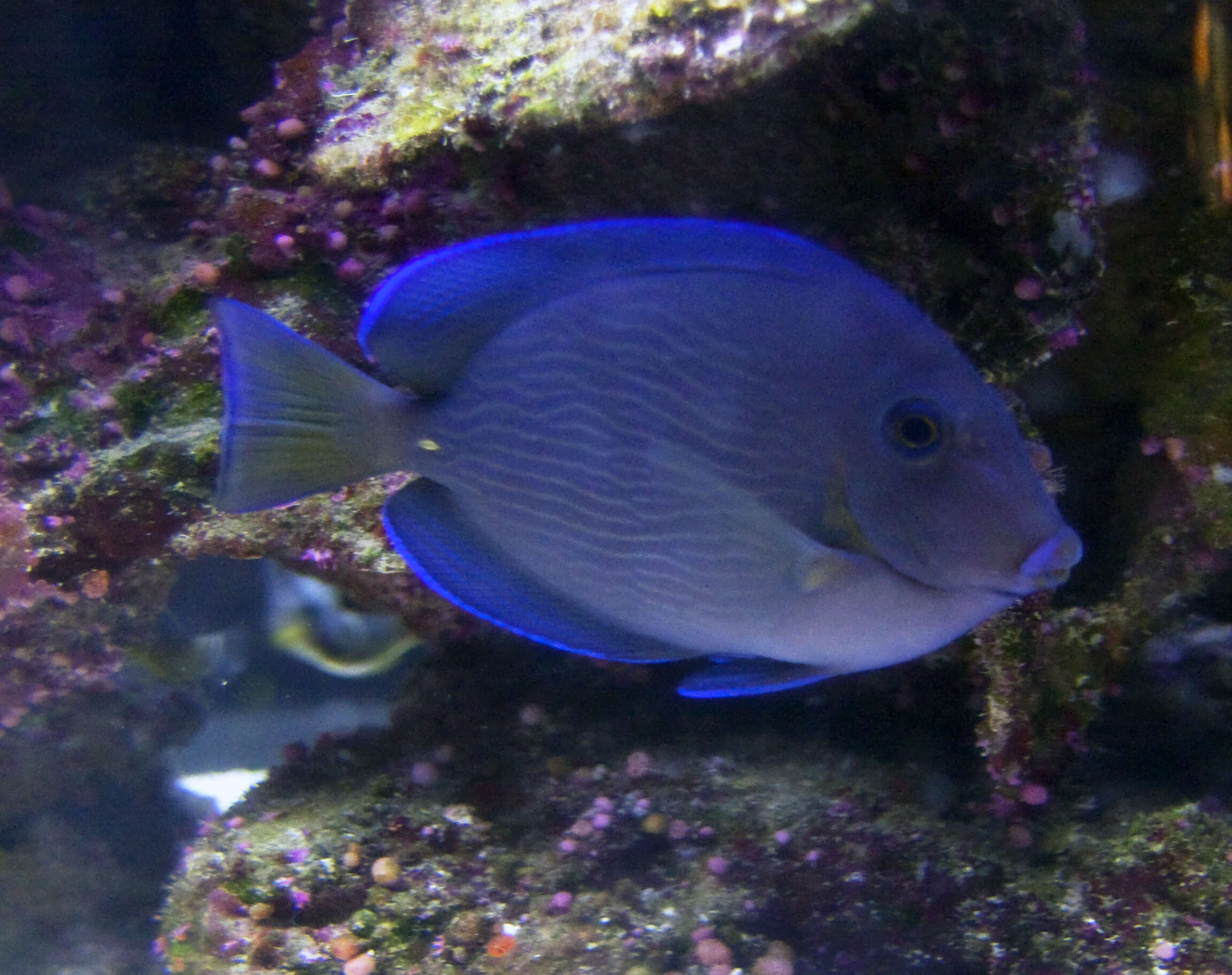 藍刺尾魚的图像