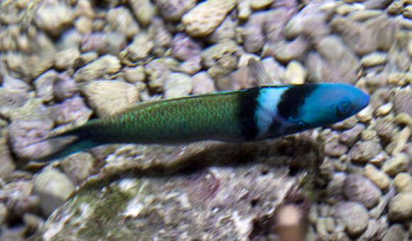 Image of Bluehead Wrasse