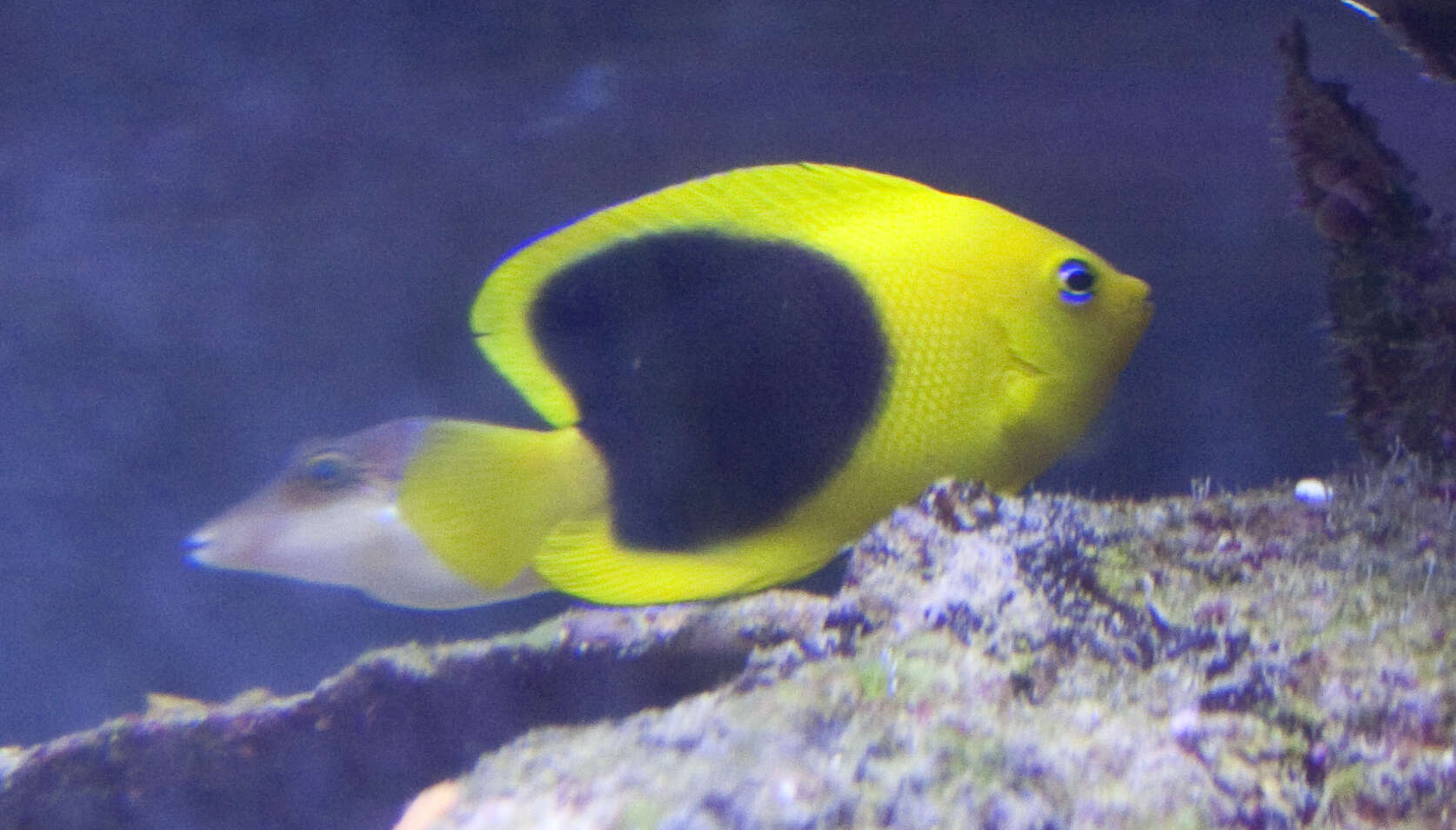 Image of Angelfish