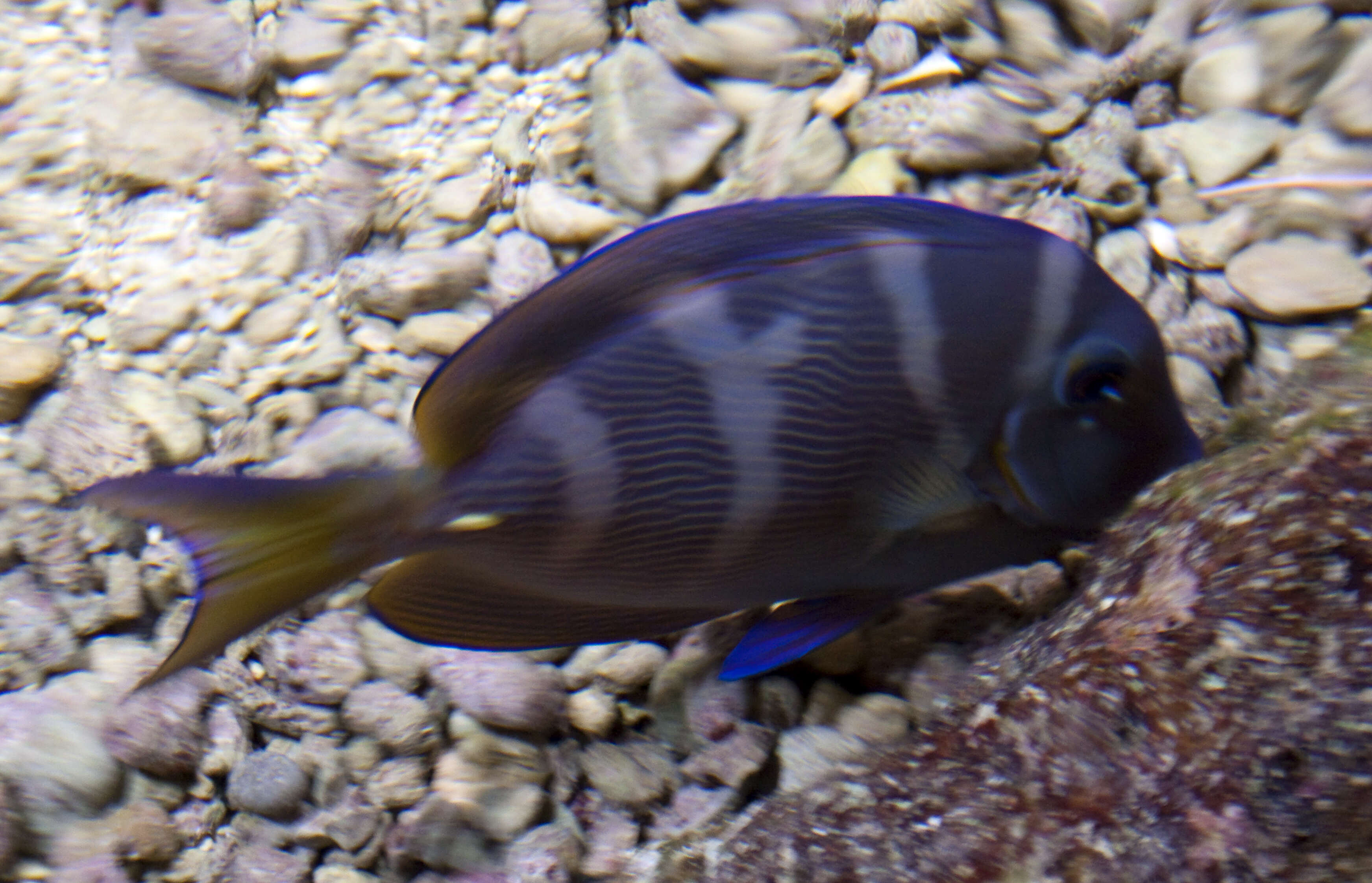藍刺尾魚的图像