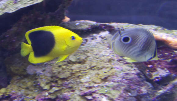 Image of Angelfish