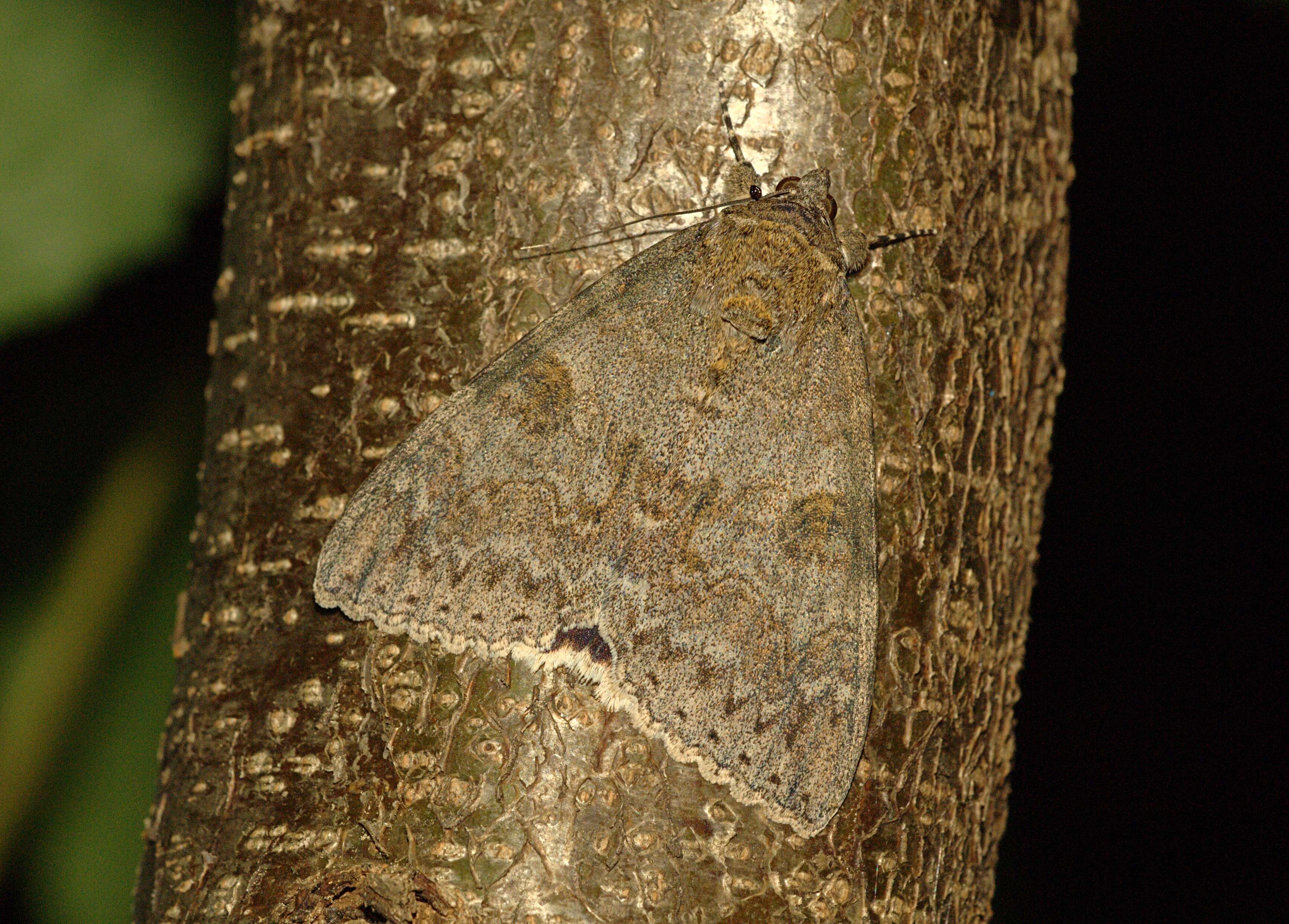 Image of red underwing