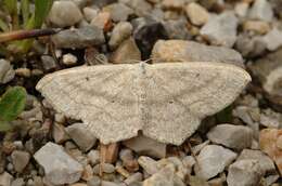 Scopula nigropunctata Hüfnagel 1767的圖片