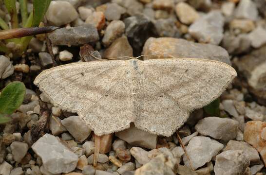 Scopula nigropunctata Hüfnagel 1767的圖片