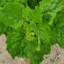 Image of Nicotiana solanifolia Walp.