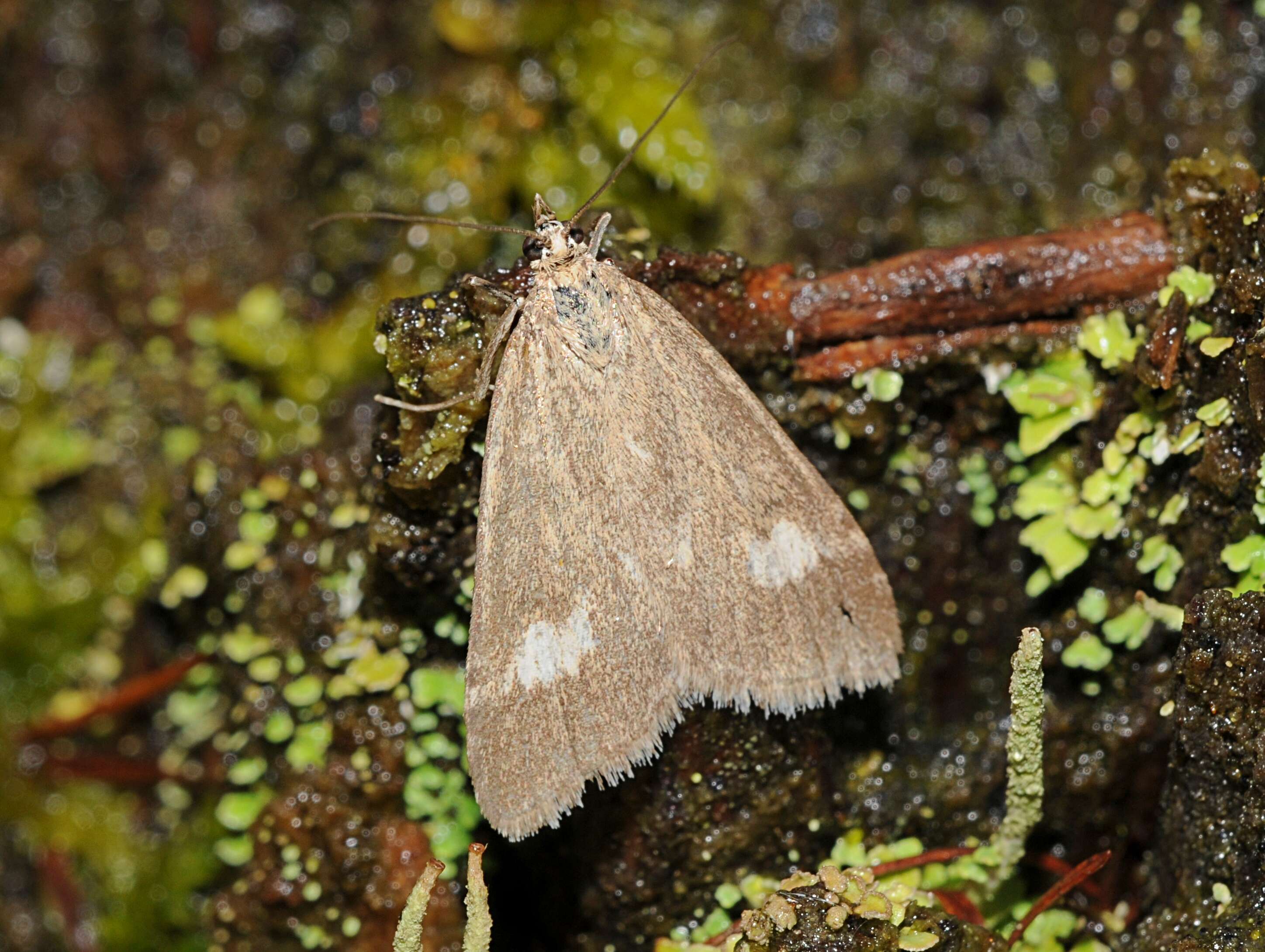 Image of Udea alpinalis