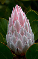 Imagem de Protea cynaroides (L.) L.