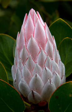 Imagem de Protea cynaroides (L.) L.