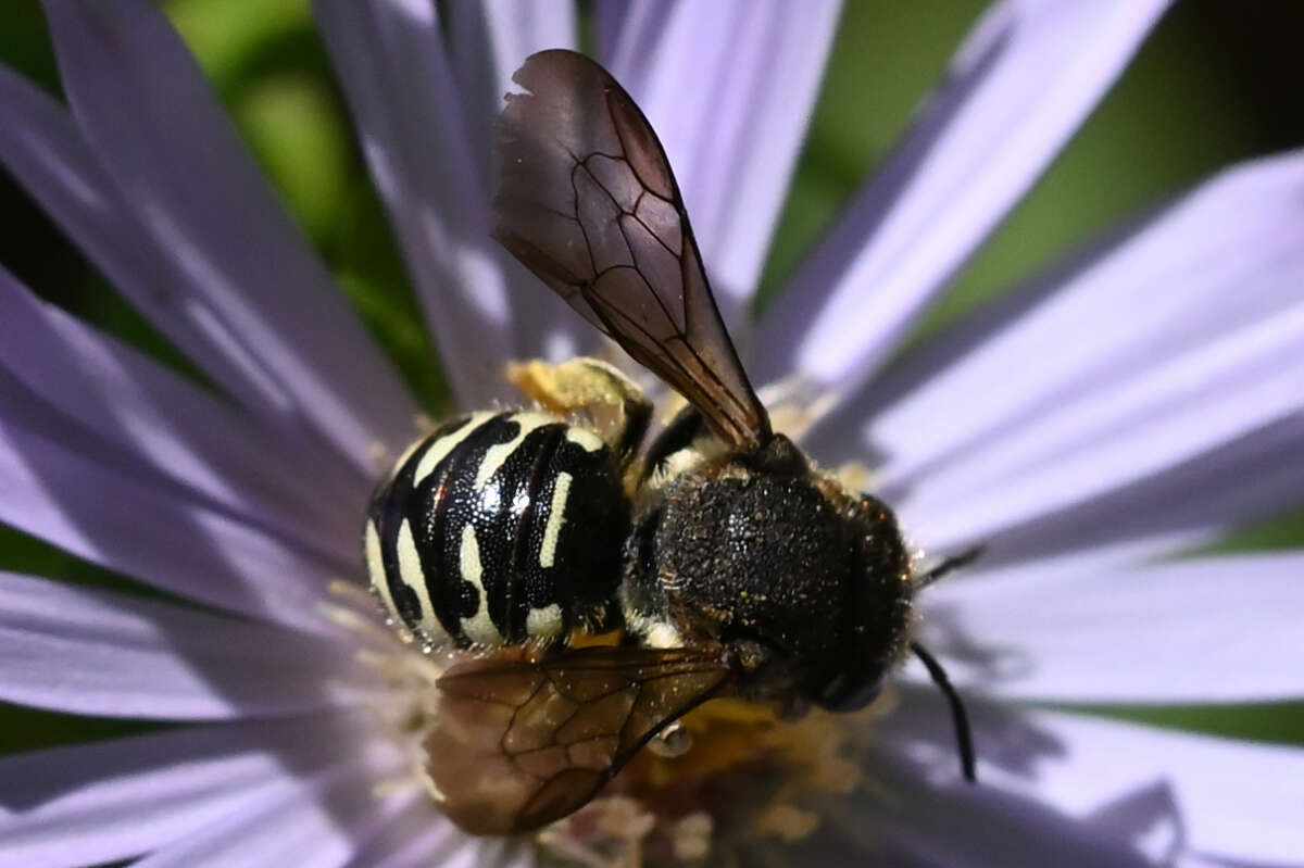 Image of Dianthidium subparvum Swenk 1914