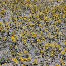 Image of Rocky Mountain stickweed