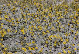 Image of Rocky Mountain stickweed