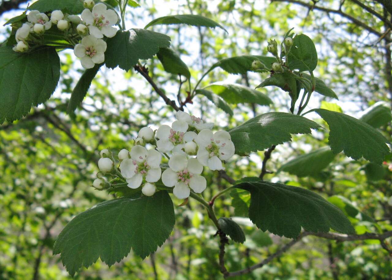 Image of Phipps' hawthorn