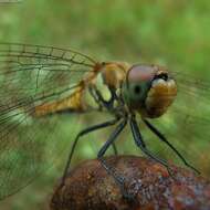 Image of Autumn darter