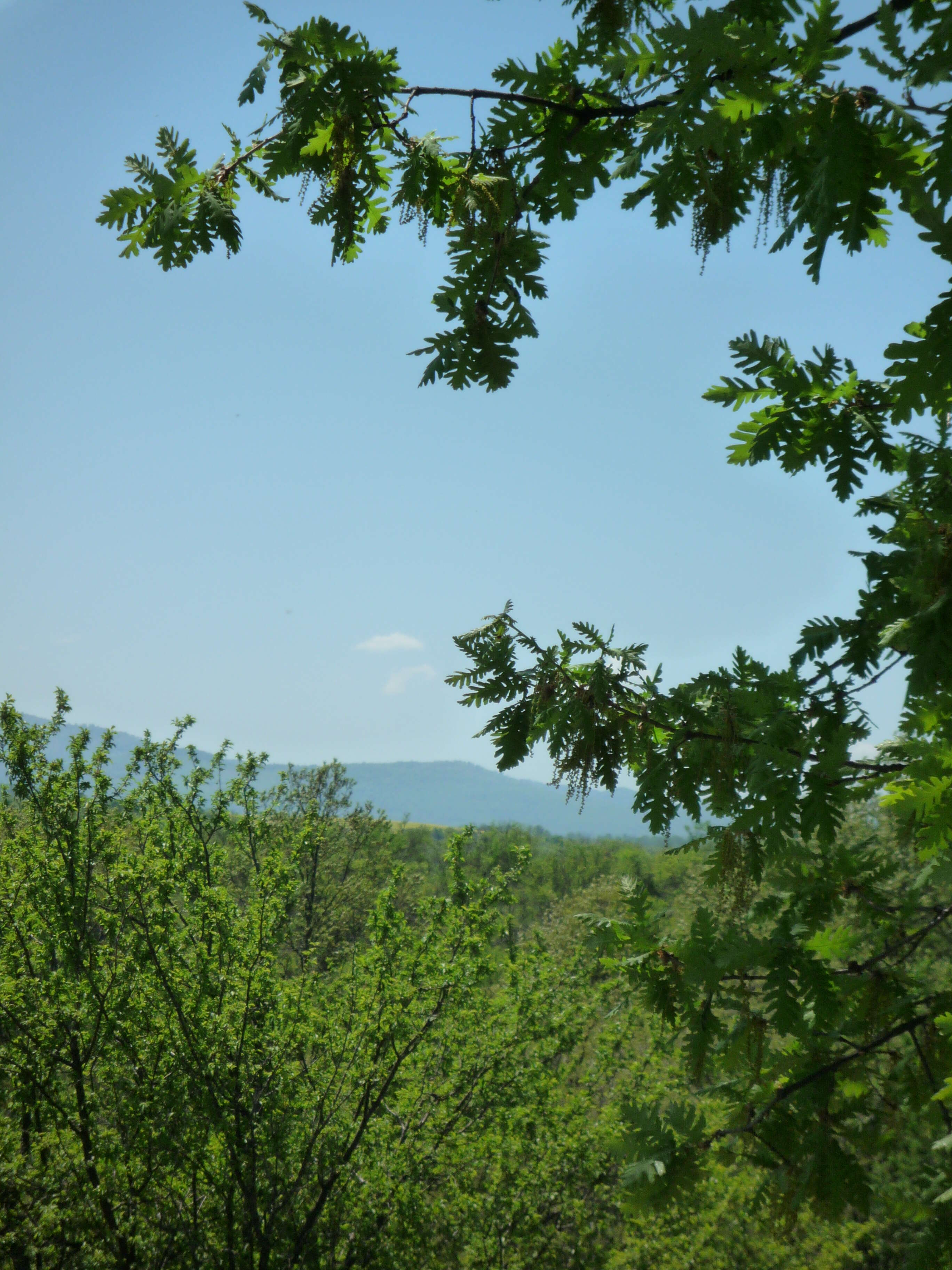 Image of Hungarian Oak