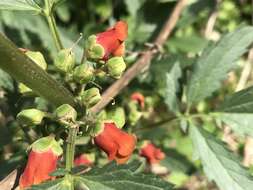 Scrophularia sambucifolia L. resmi