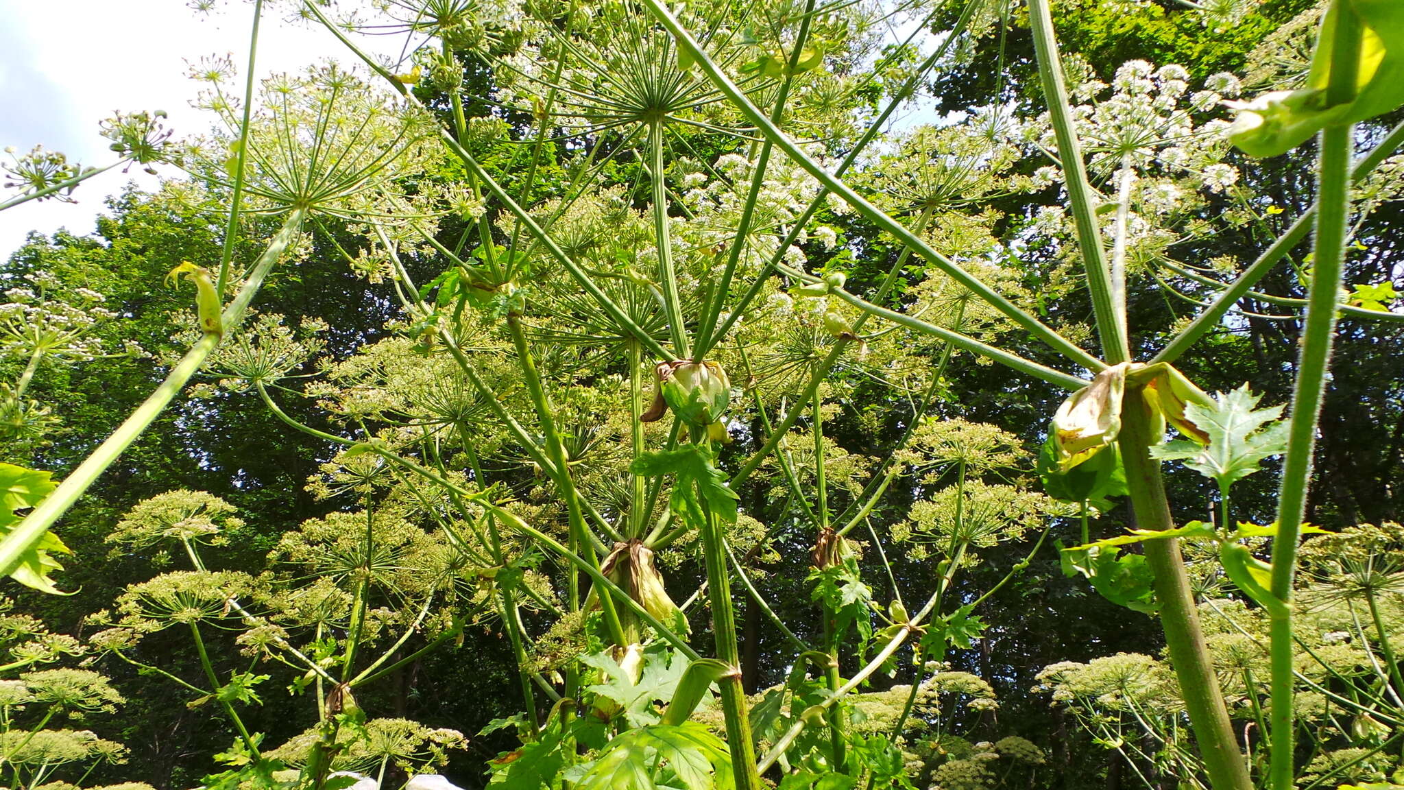 Imagem de Heracleum sosnowskyi Manden.