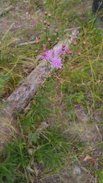 Plancia ëd Vernonia texana (A. Gray) Small