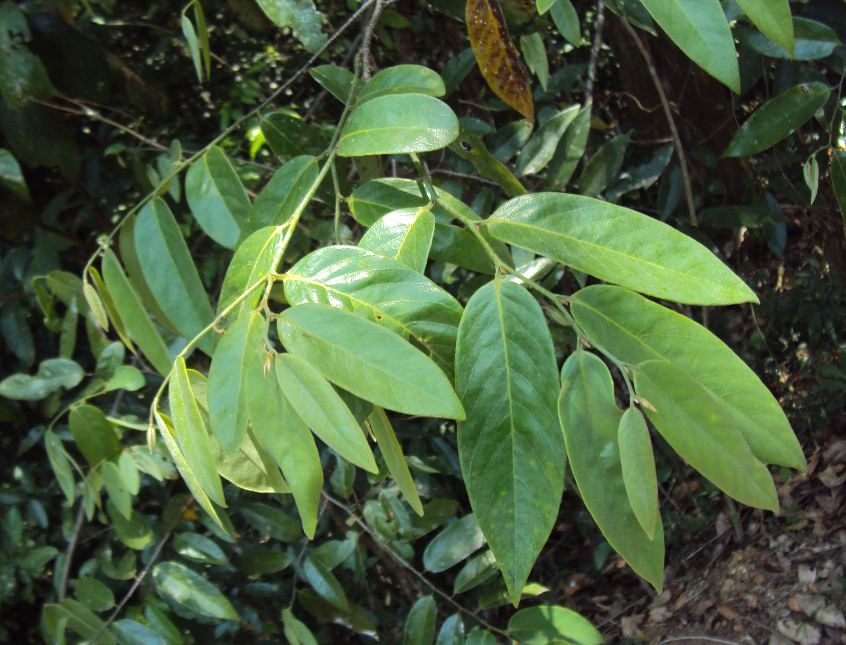 Image of Desmos chinensis Lour.