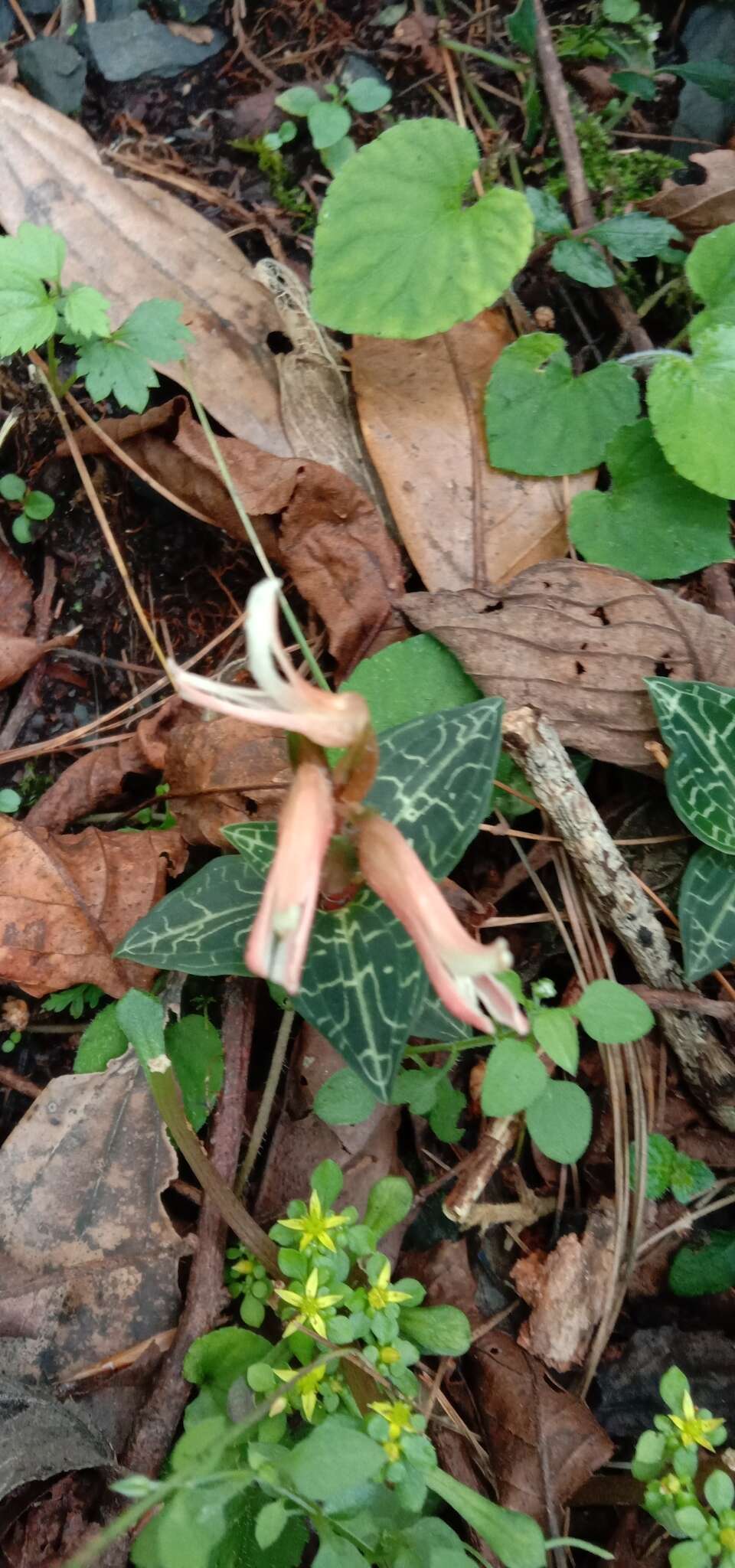 Image of Goodyera biflora (Lindl.) Hook. fil.