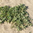 Image of perfoliate baby's-breath