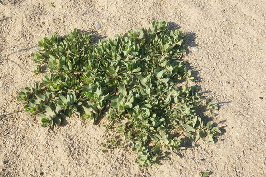 Image of perfoliate baby's-breath