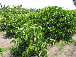 Image of Indian mulberry