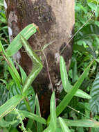 Image of Passiflora colinvauxii Wiggins