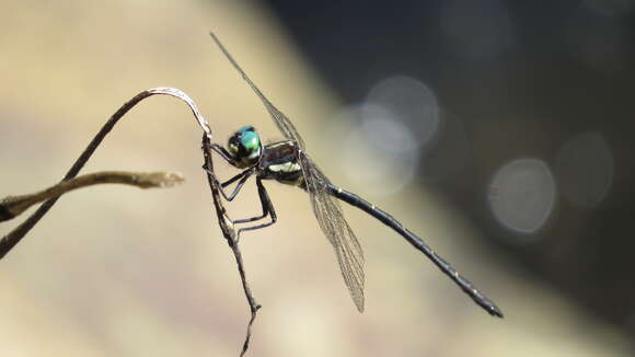 Image of Eusynthemis nigra (Tillyard 1906)