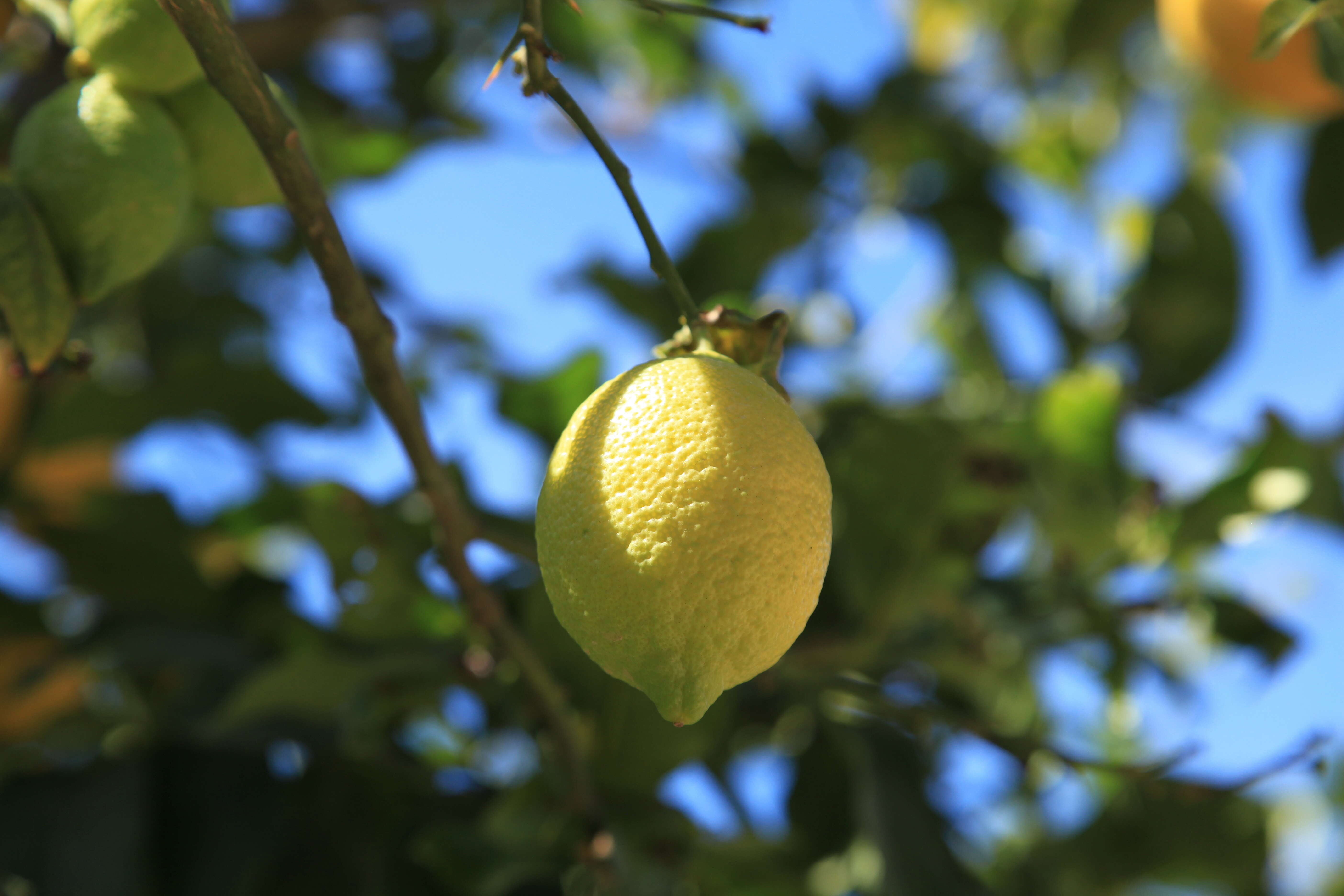 Image of Citrus × limon