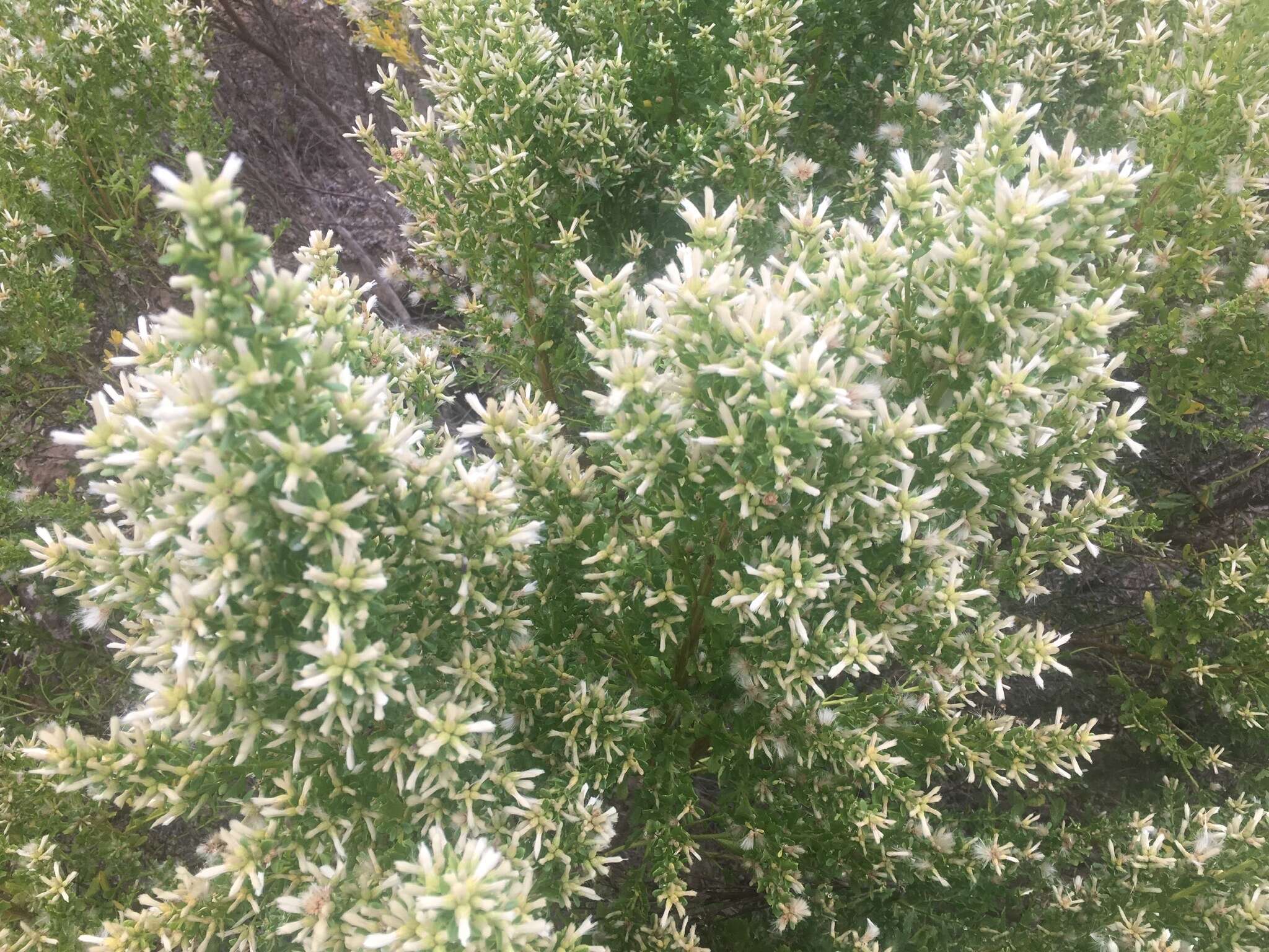 Image of Baccharis pilularis subsp. consanguinea (DC.) C. B. Wolf