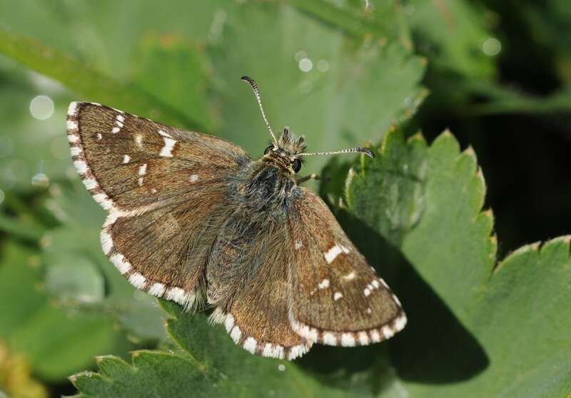 Image of large grizzled skipper