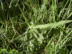 Image of Brook Thistle