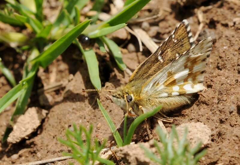 Image of large grizzled skipper