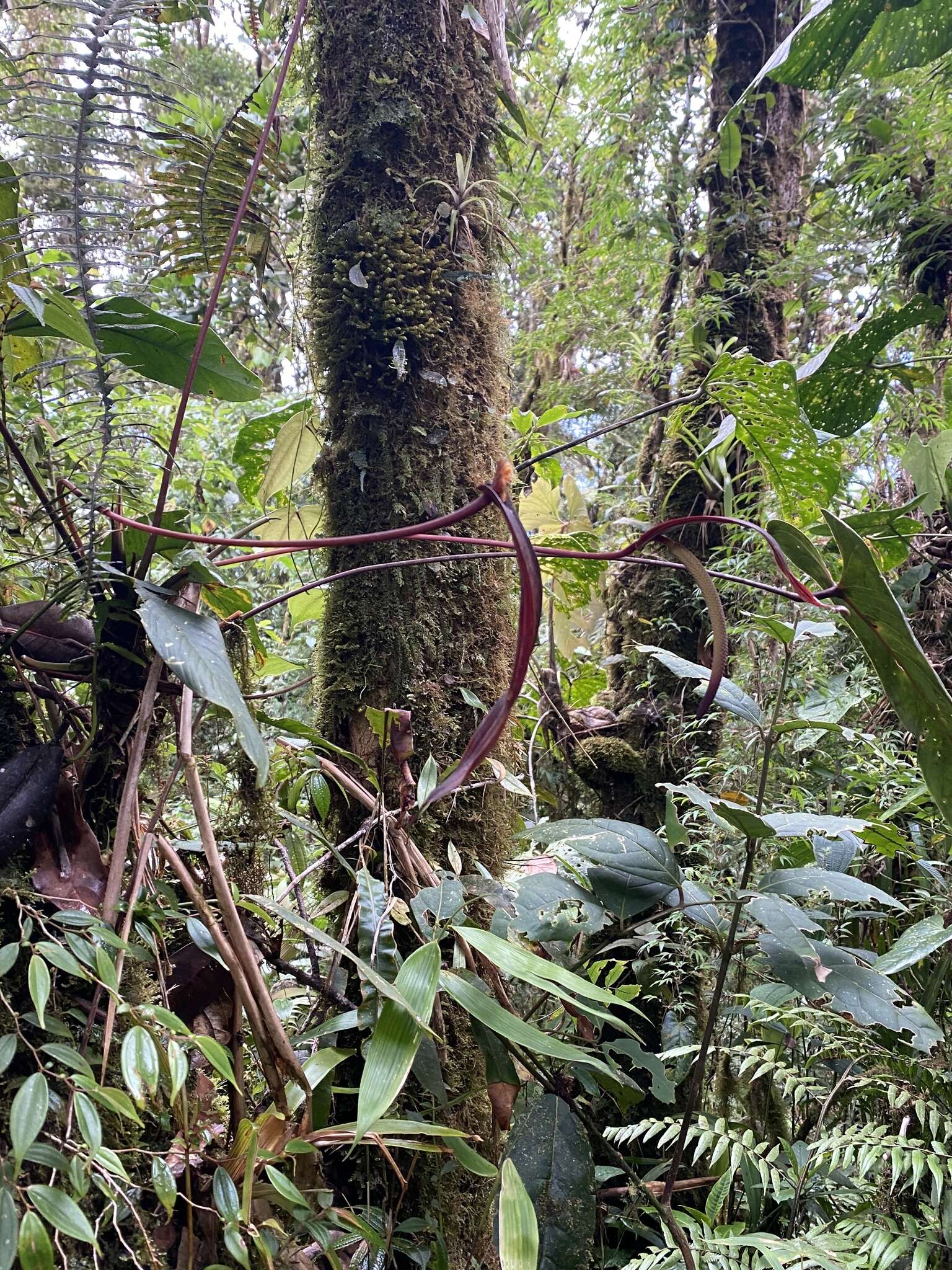 Image of Anthurium variegatum Sodiro