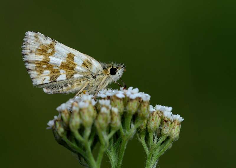 Image of large grizzled skipper