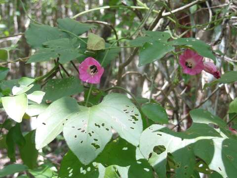 صورة <i>Ipomoea peteri</i>