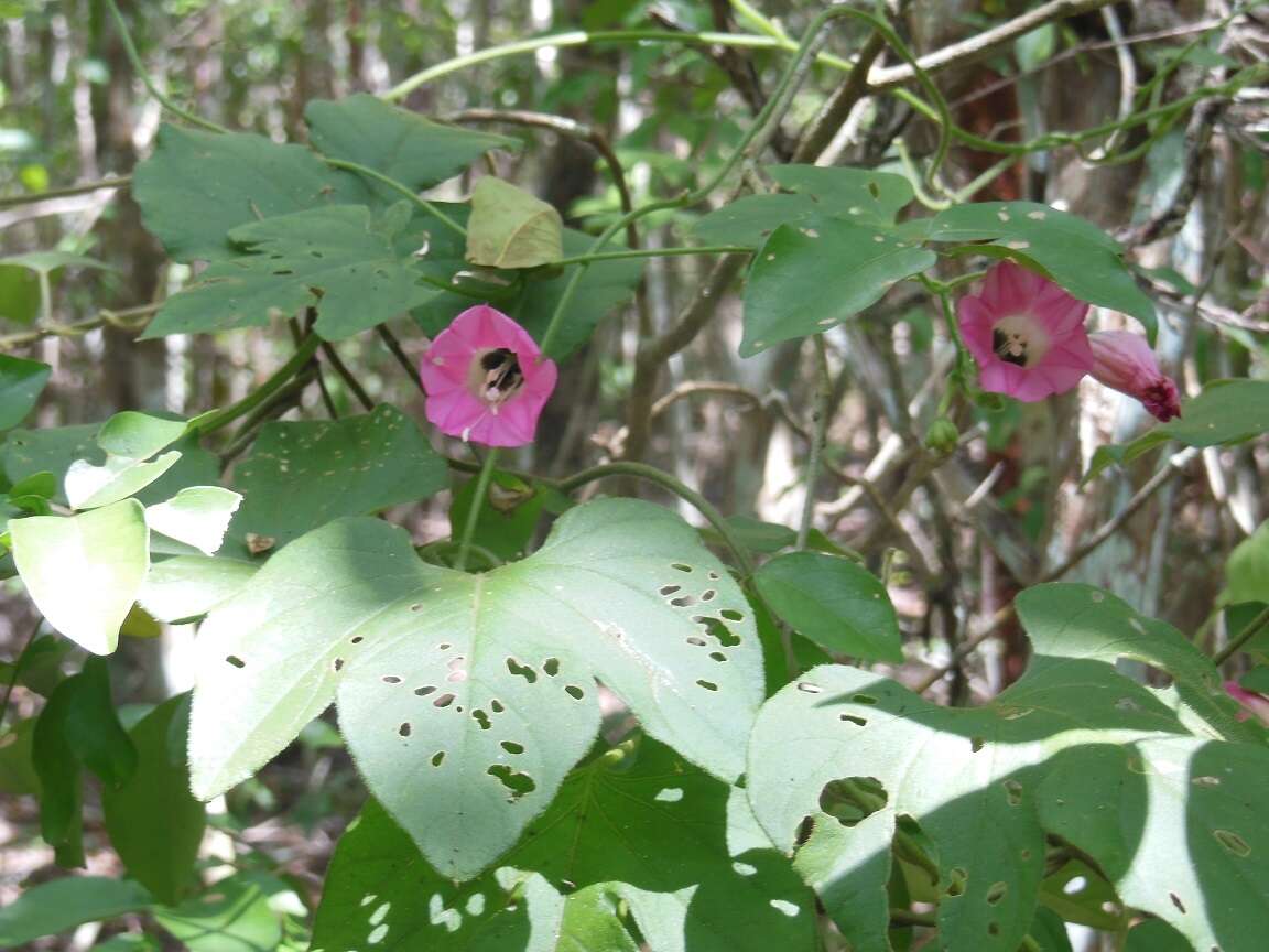 Image of <i>Ipomoea peteri</i>