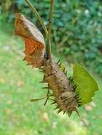 Image of Common birdwing