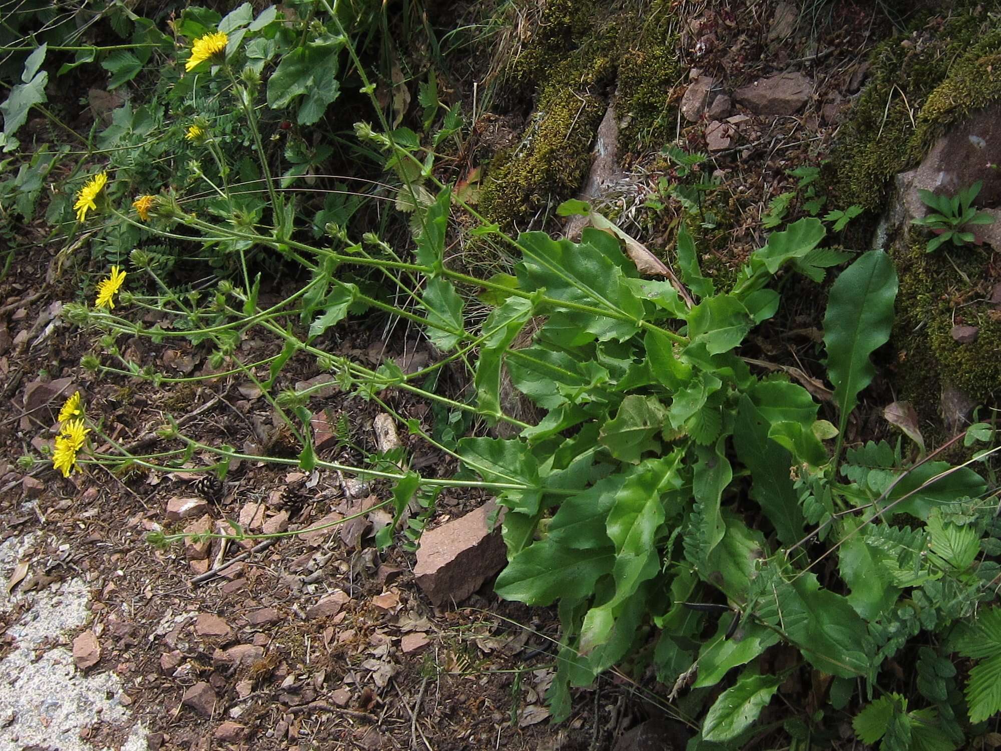 Image of Hieracium amplexicaule L.