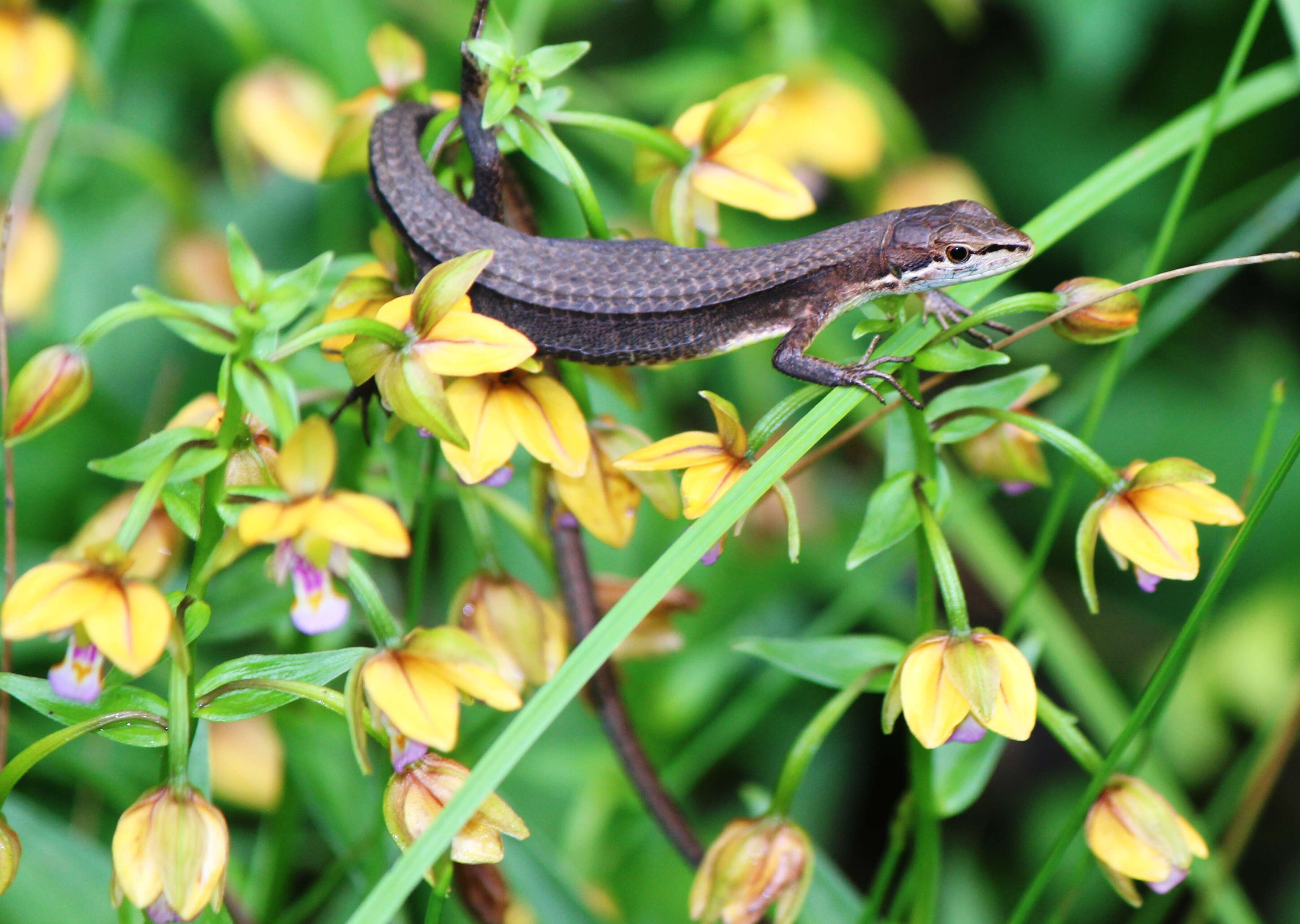 Image of Japanese Grass Lizard