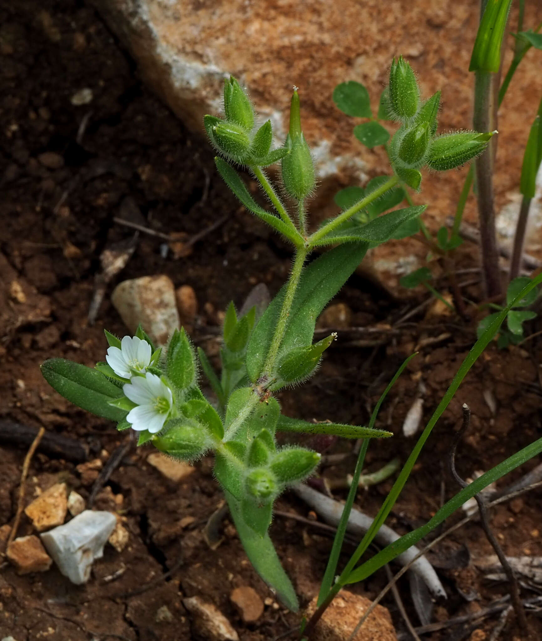 Imagem de Cerastium dichotomum L.