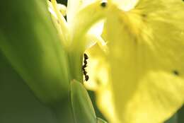 Image of Small black ant