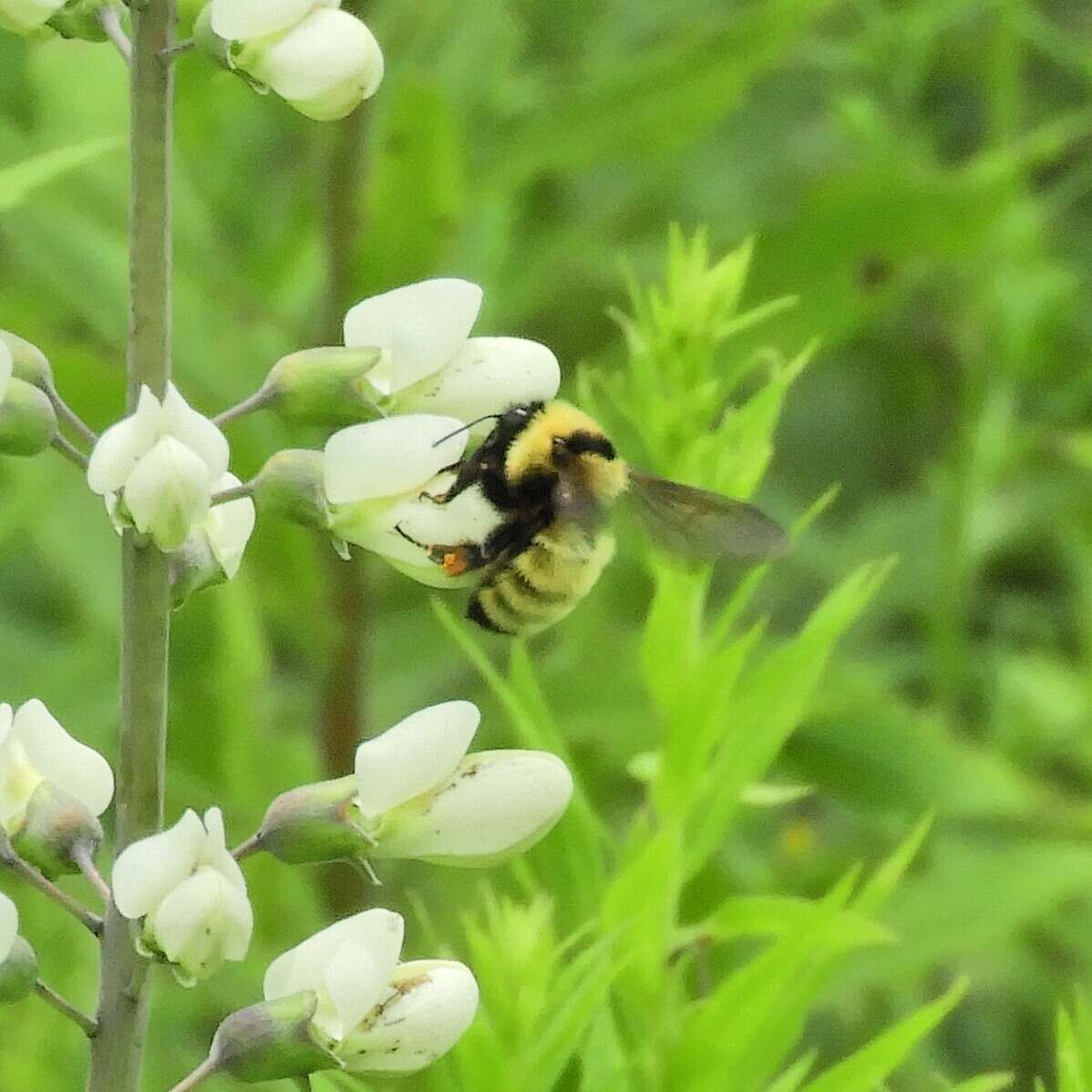 Imagem de Bombus fervidus (Fabricius 1798)