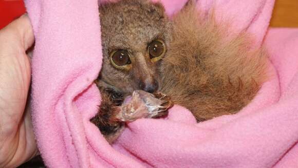 Image of Brown Greater Galago