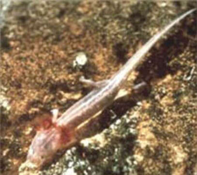 Image of Brook salamander