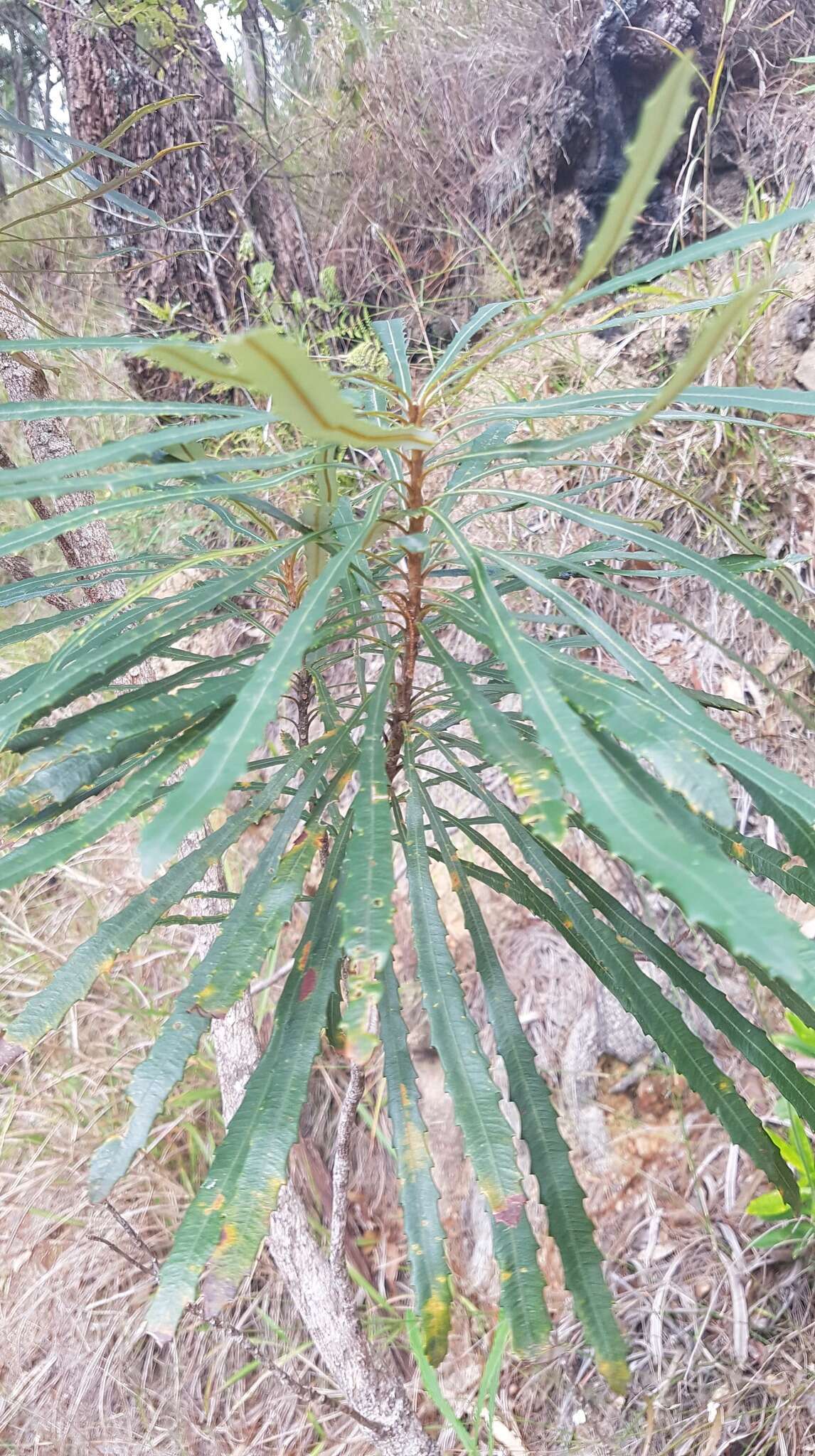 Image of northern banksia