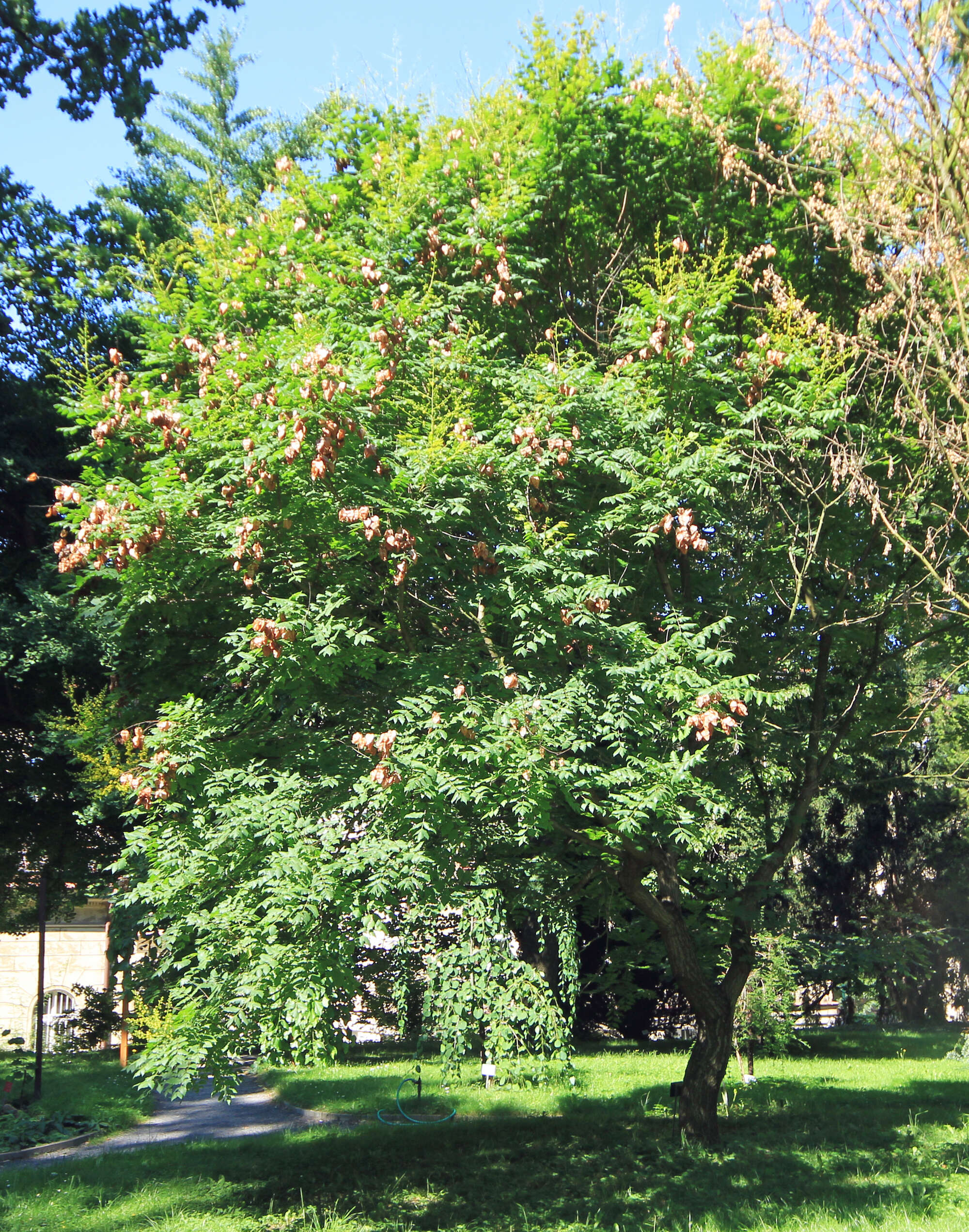 Image of Golden-rain tree